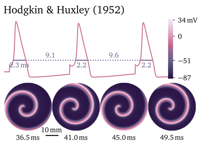 Figure illustrating the Hodgkin & Huxley 1952 model.