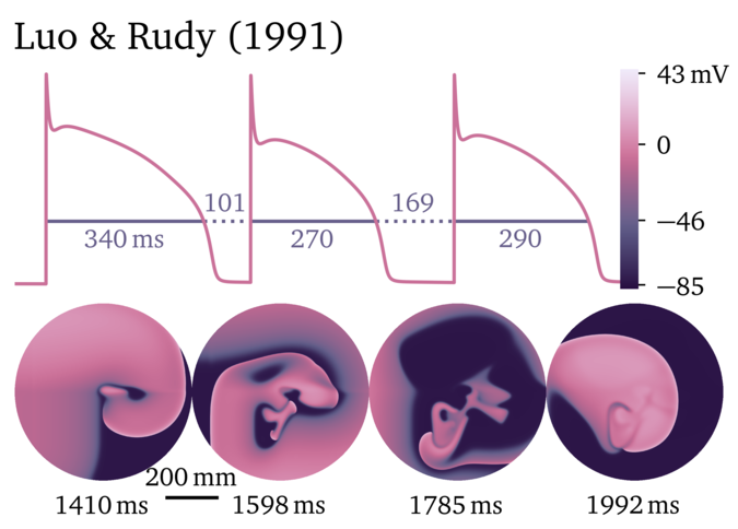 Figure illustrating the Luo & Rudy 1991 model.