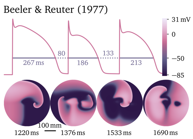 Figure illustrating the Beeler & Reuter 1977 model.
