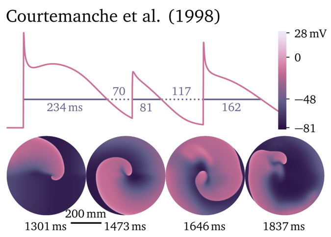 Figure illustrating the Courtemanche et al. 1998 model.