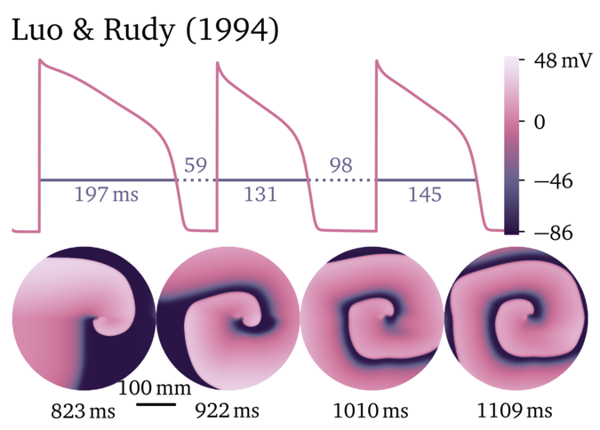 Figure illustrating the Luo & Rudy 1994 model.