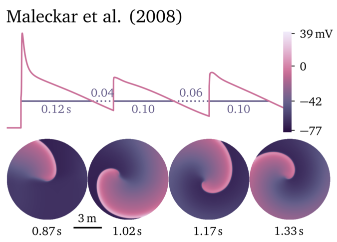 Figure illustrating the Maleckar et al. 2008 model.