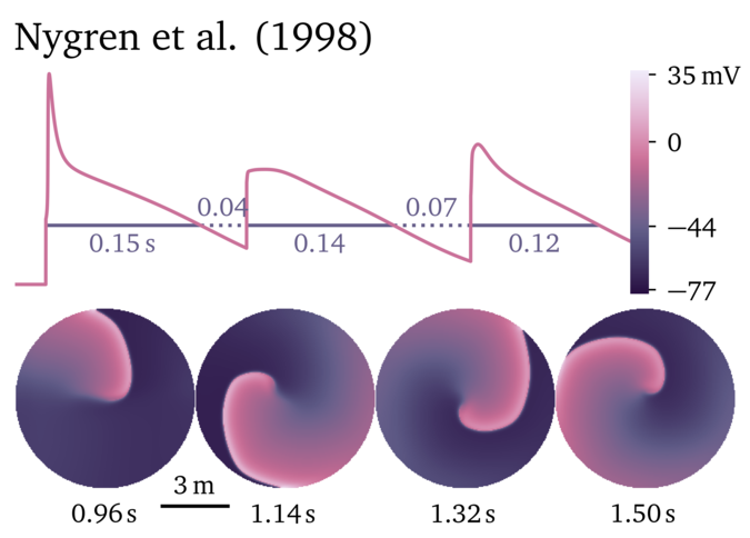 Figure illustrating the Nygren et al. 1998 model.