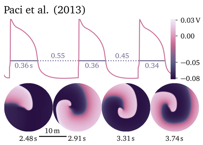 Figure illustrating the Paci et al. 2013 model.
