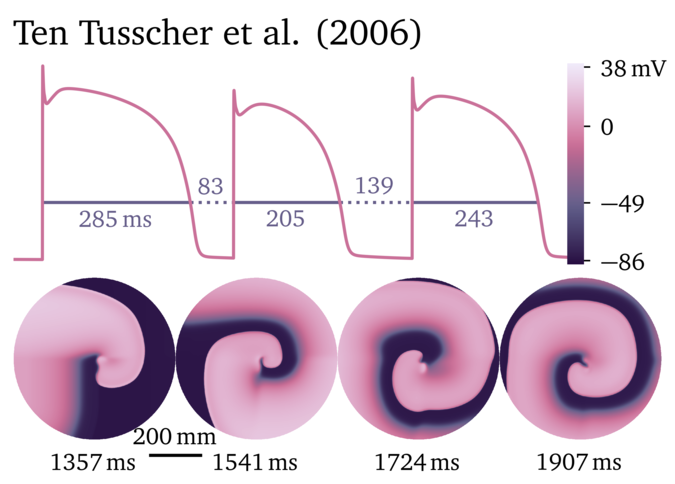 Figure illustrating the Ten Tusscher et al. 2006 model.