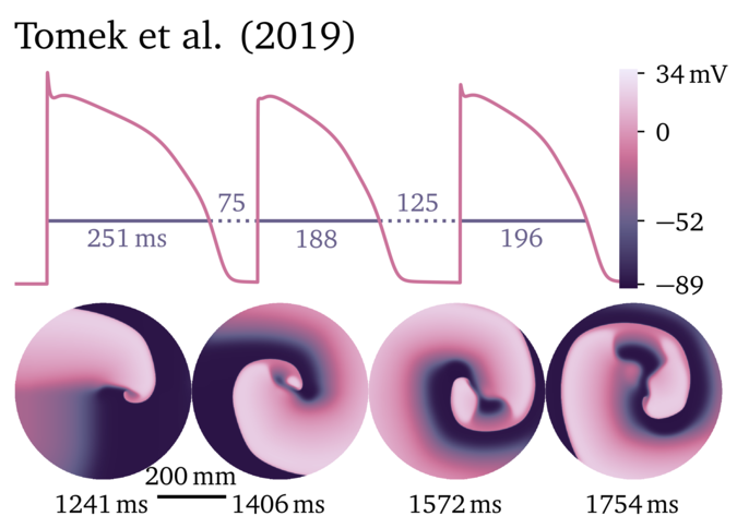 Figure illustrating the Tomek et al. 2019 model.